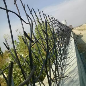 حفاظ شاخ گوزنی تراکم 34 در ساری